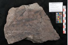 Foto (Objekt + Etikett) von Pterophyllum longifolium Br. (NHMW-GEO-2024-0188-10570)